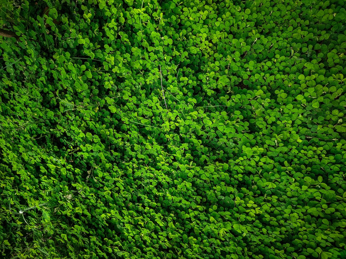 Dense, bright green ground cover plants with small round leaves form a lush, leafy carpet—ideal for tracking in your next Growth Report.
